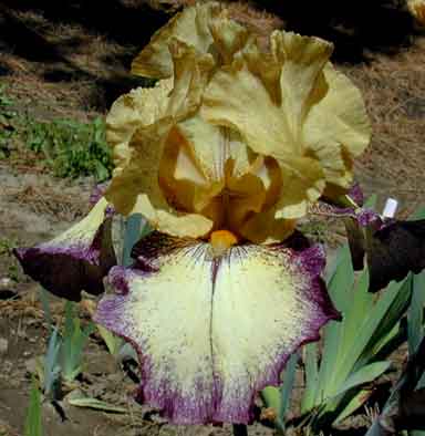 Tennesse Gentleman TB Iris 